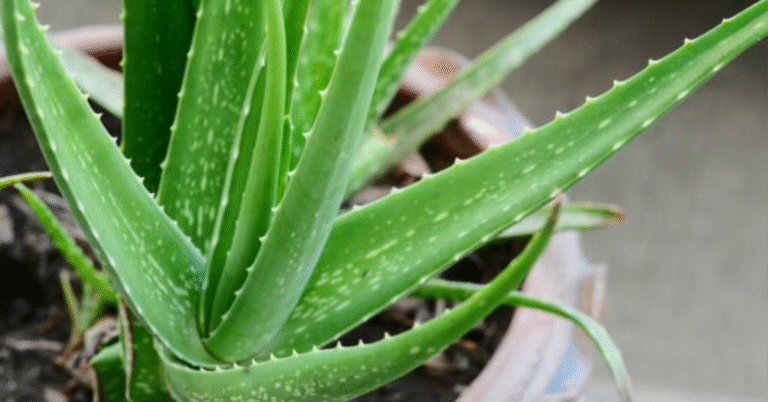 Babosa em casa: aprenda a cultivar com dicas simples e eficazes