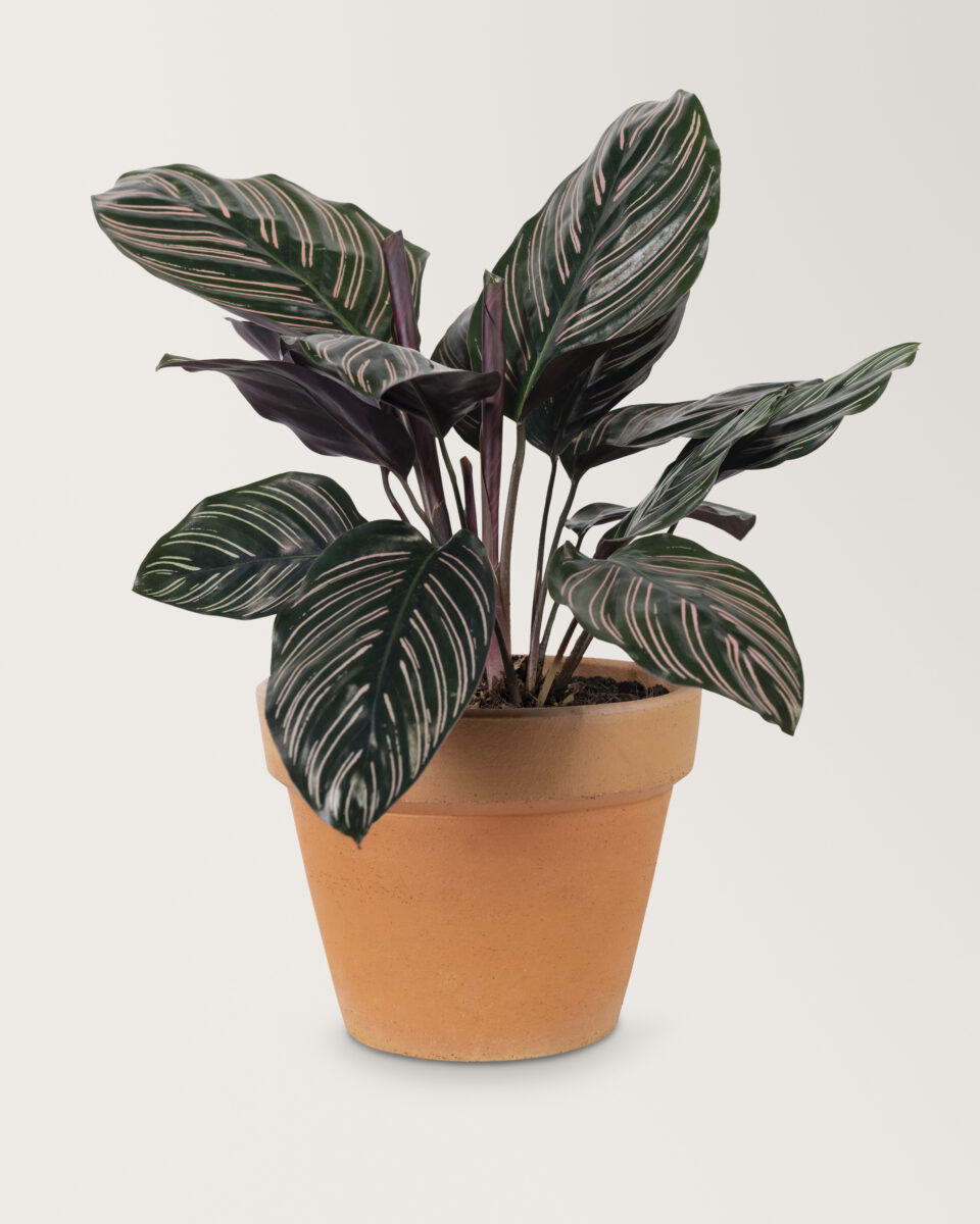 Calathea com pontas secas e enroladas? Veja o que está prejudicando suas folhas - Imagem do artigo original