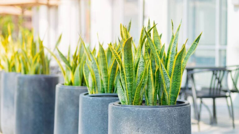5 plantas fáceis de cuidar que purificam o ar e refrescam sua casa no calor