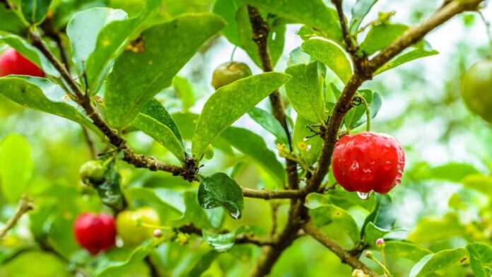 Imagem destacada - 3 frutas anti-idade perfeitas para estimular o colágeno e firmar a pele