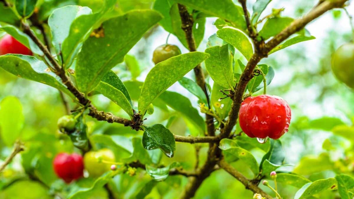 Imagem destacada - 3 frutas anti-idade perfeitas para estimular o colágeno e firmar a pele