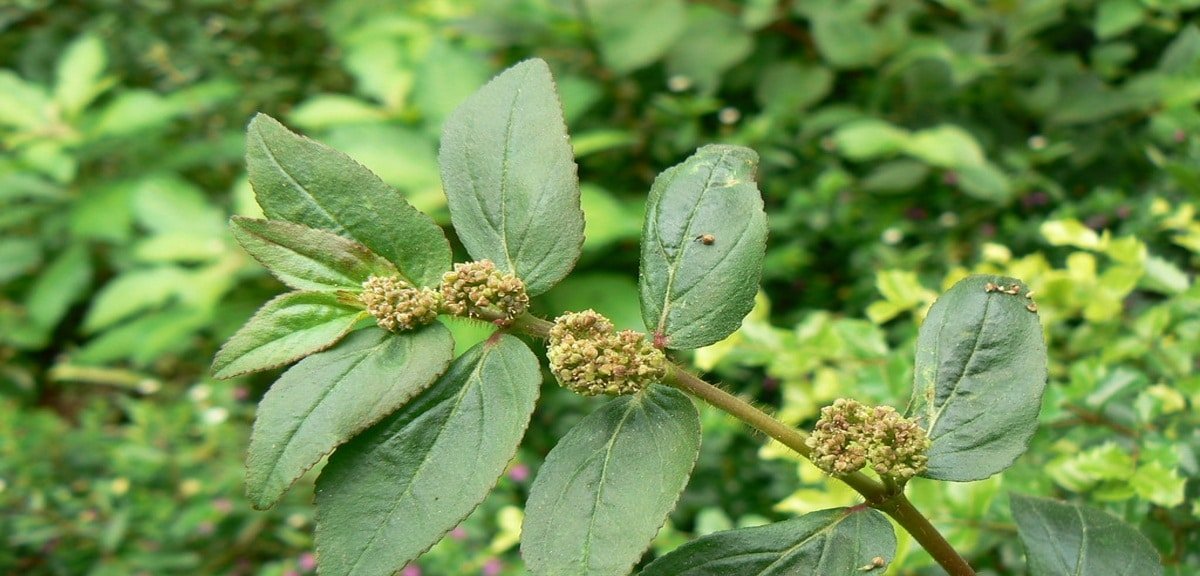 Erva de Santa Luzia: o “mato” da calçada que combate dores, limpa os rins e ainda ajuda a controlar a glicose - Imagem do artigo original