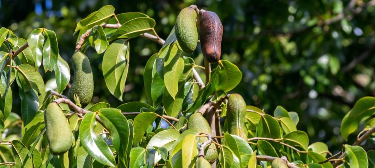 Plante Jatobá em 2026 e multiplique lucros: 5 motivos que unem superalimento, medicina natural e madeira de luxo - Imagem do artigo original