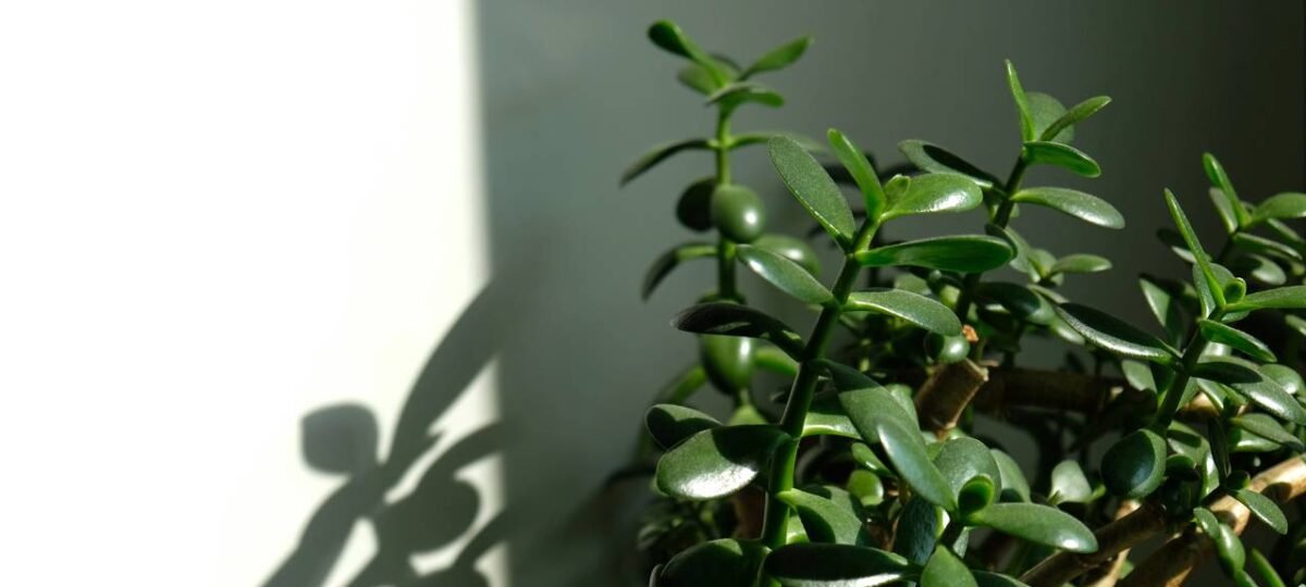 Planta Jade dispara como o amuleto verde nº1 da prosperidade, dizem mestres de Feng Shui - Imagem do artigo original