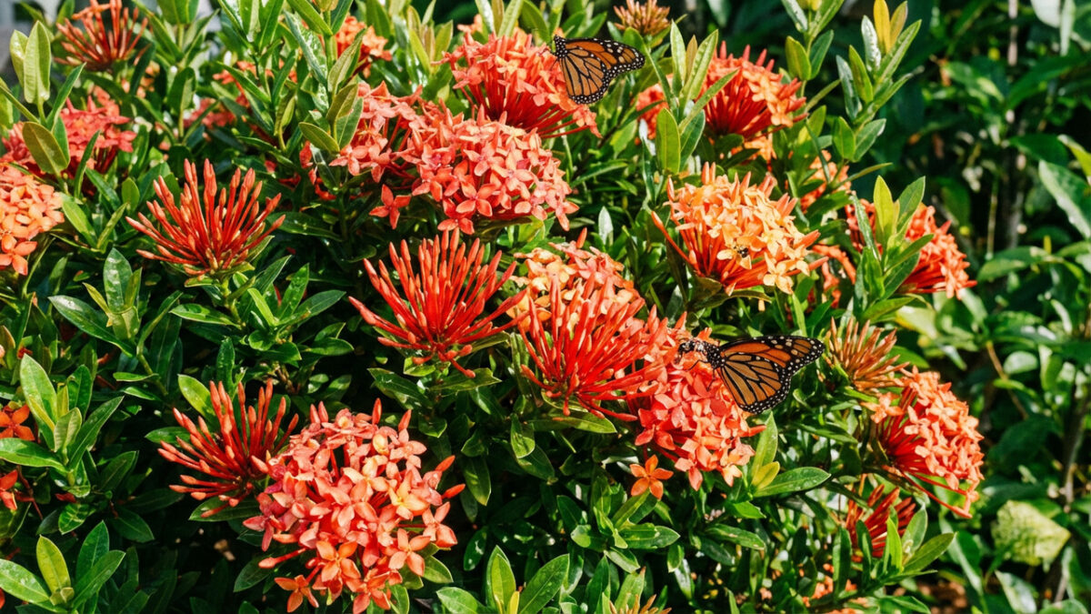 Plantas resistentes viram febre e garantem cor o ano todo no jardim - Imagem do artigo original