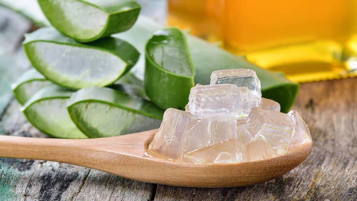 Aloe vera viraliza ao prometer pele lisa e firme sem gastar muito - Imagem do artigo original